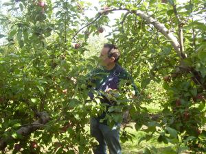 If you look closely to this picture you will see that the thing I have around me is a baby sling.  There is a baby in there, but I am also using it to help me hold the apples I pick. I am such a good dad. Here baby, hold these apples that are bigger than your head.