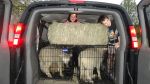 sheeptransport
